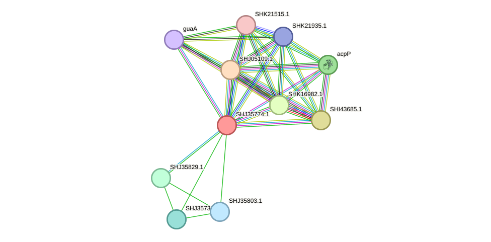 STRING protein interaction network