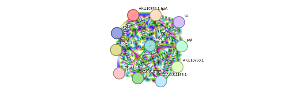 STRING protein interaction network