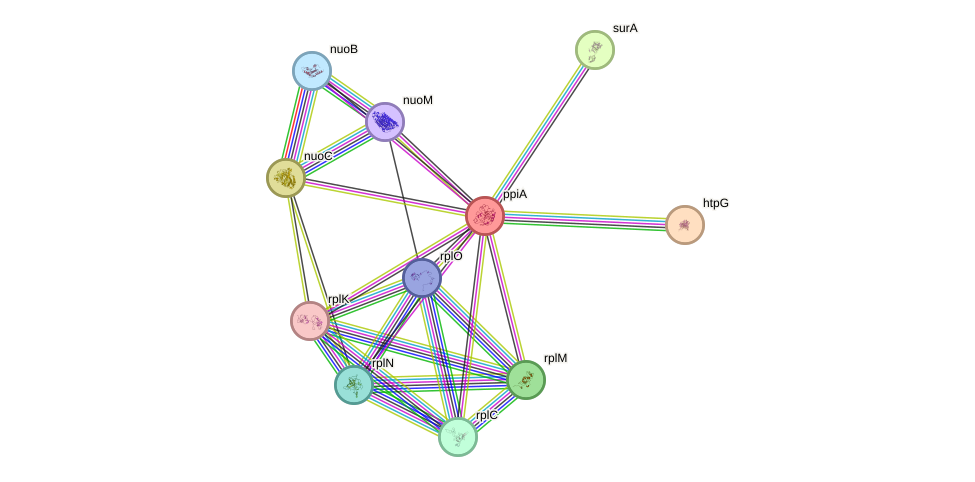 STRING protein interaction network