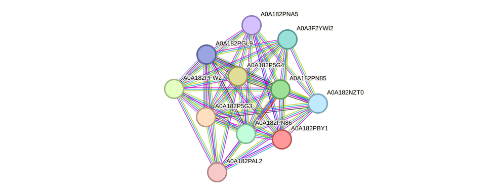 STRING protein interaction network