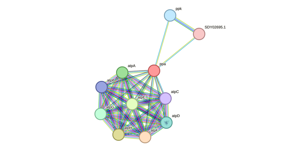 STRING protein interaction network