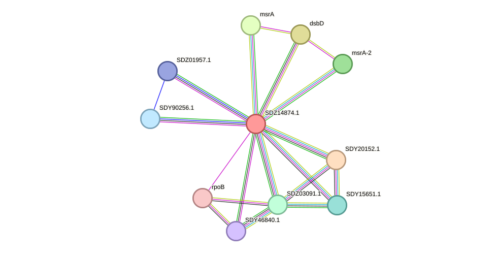 STRING protein interaction network