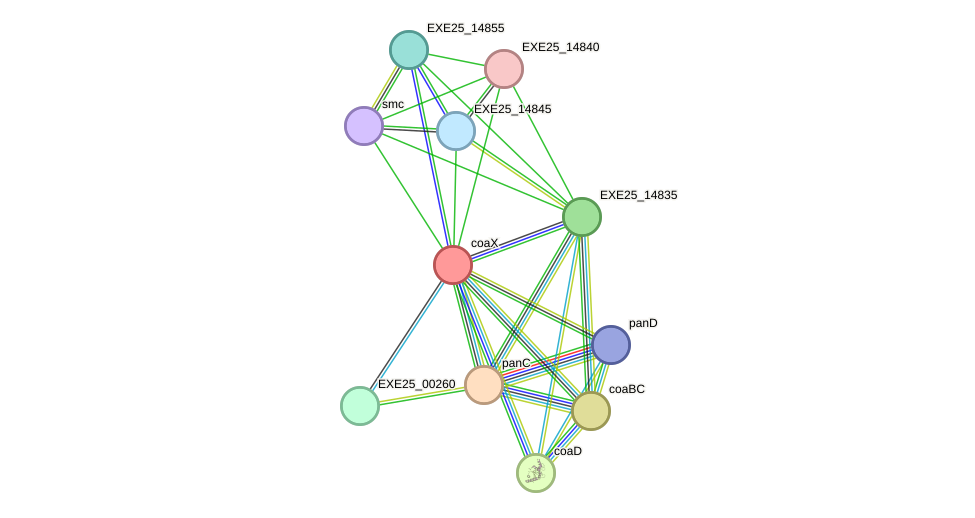 STRING protein interaction network