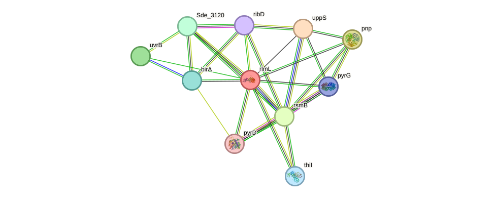 STRING protein interaction network