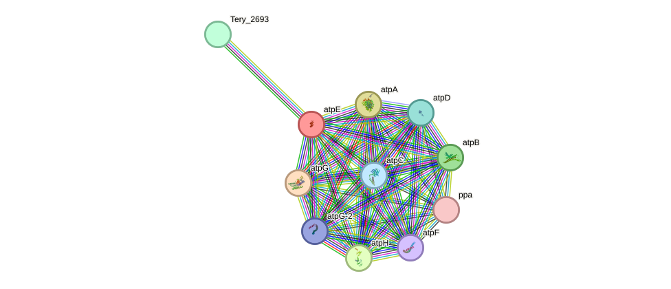 STRING protein interaction network