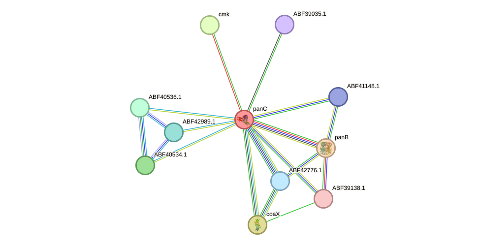 STRING protein interaction network