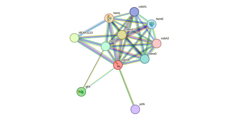 STRING protein interaction network