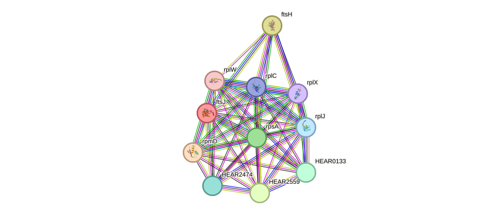 STRING protein interaction network