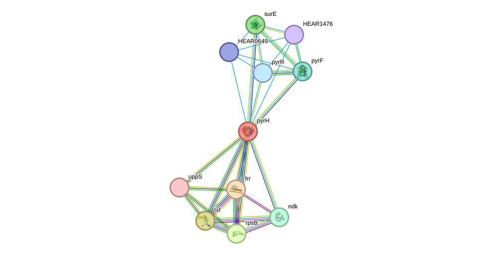 STRING protein interaction network