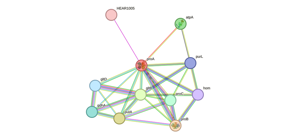 STRING protein interaction network