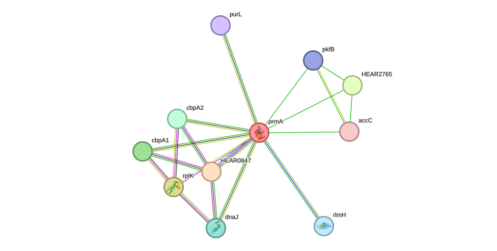 STRING protein interaction network