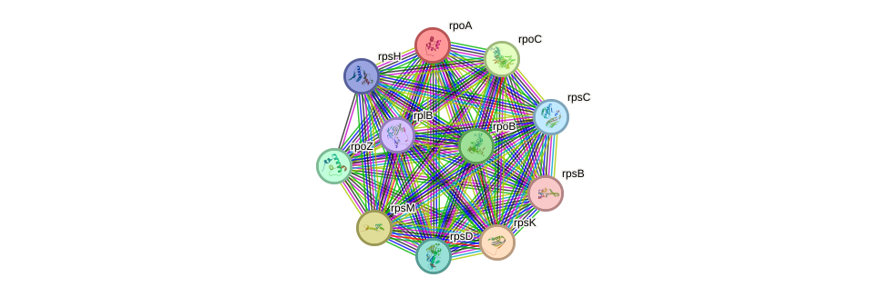 STRING protein interaction network