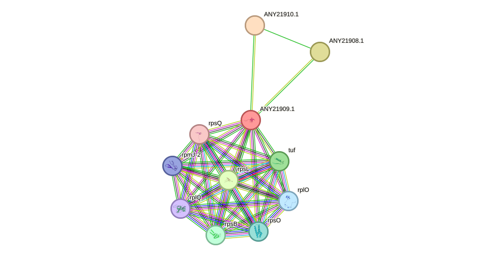 STRING protein interaction network