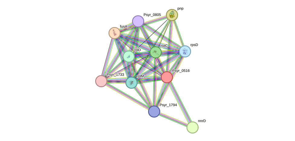 STRING protein interaction network