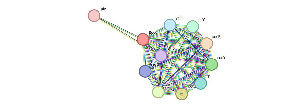 STRING protein interaction network