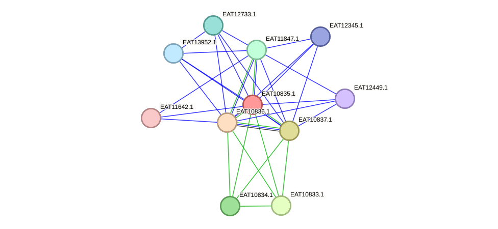 STRING protein interaction network