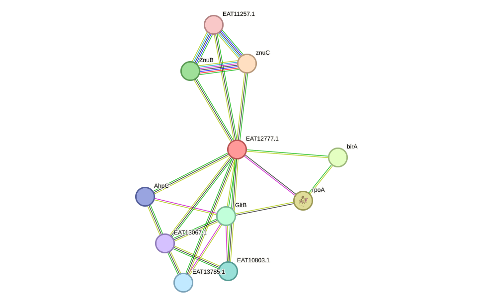 STRING protein interaction network