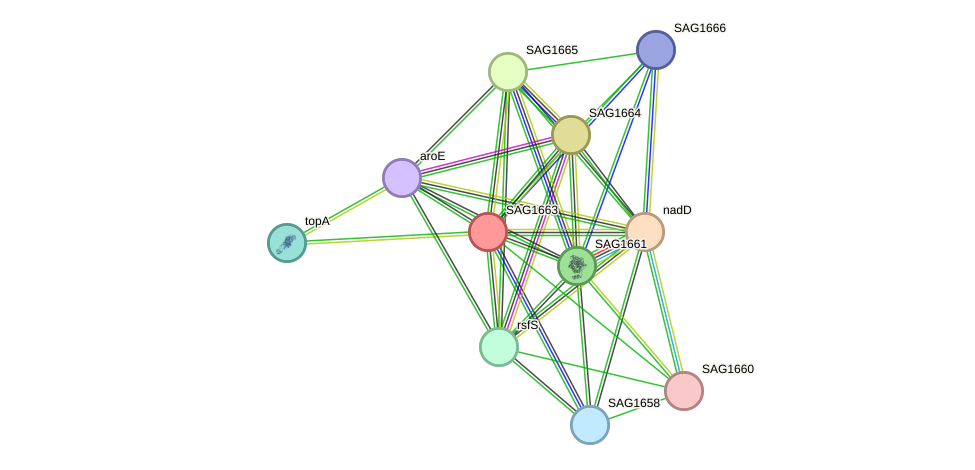 STRING protein interaction network