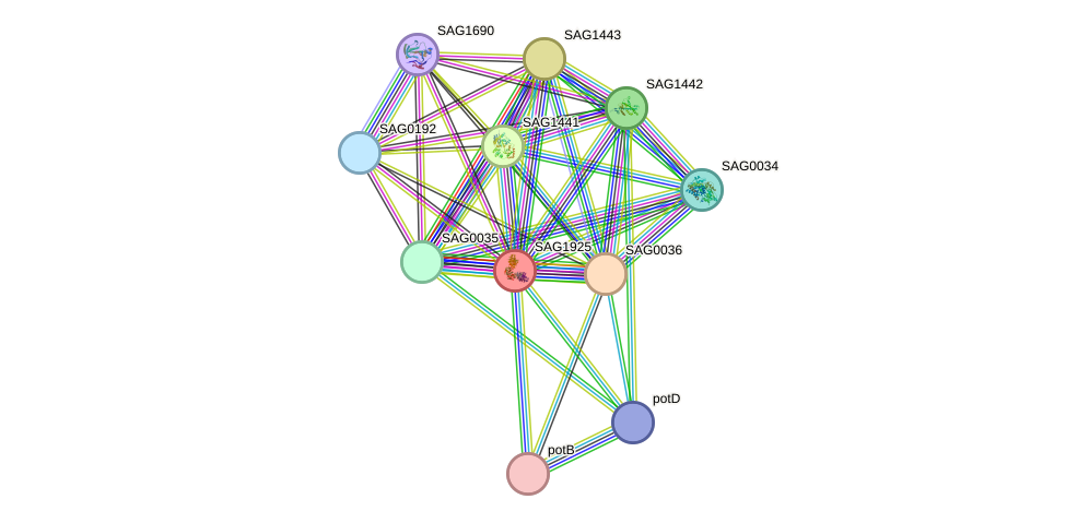 STRING protein interaction network