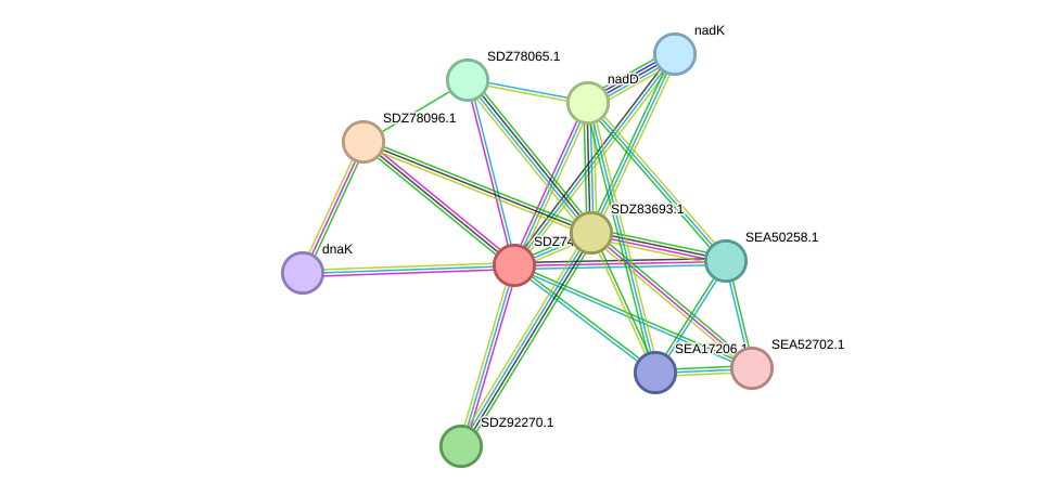 STRING protein interaction network