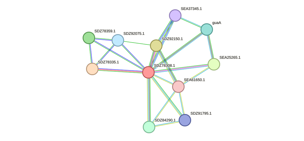 STRING protein interaction network