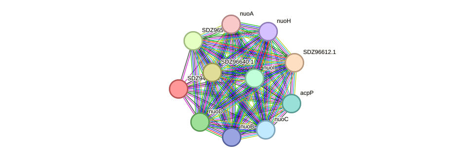 STRING protein interaction network