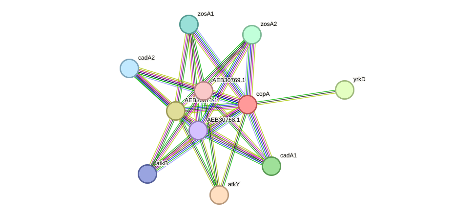 STRING protein interaction network