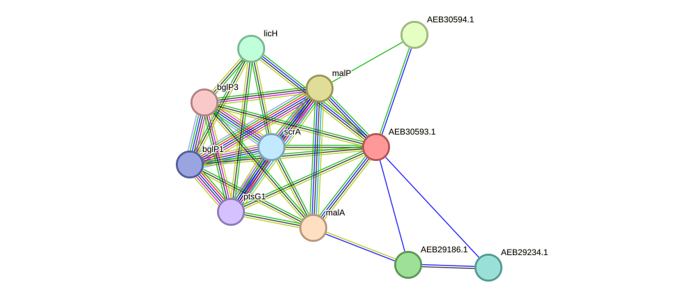 STRING protein interaction network