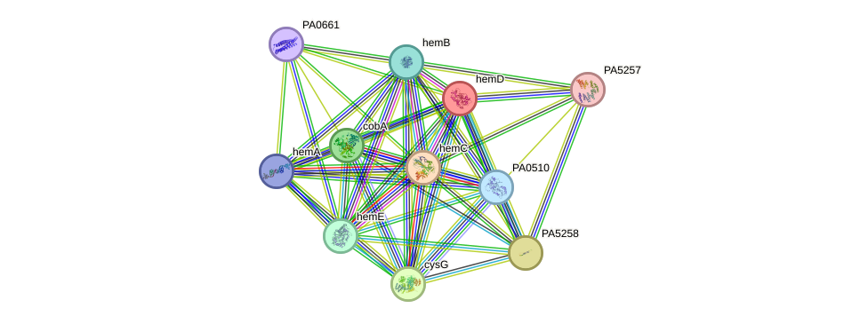 STRING protein interaction network