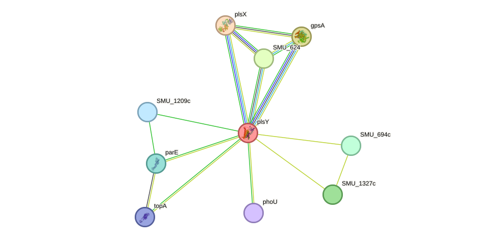 STRING protein interaction network