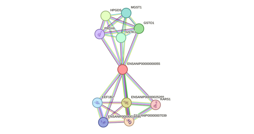 STRING protein interaction network