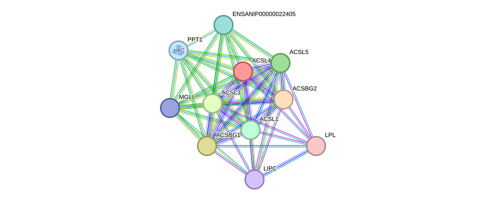 STRING protein interaction network