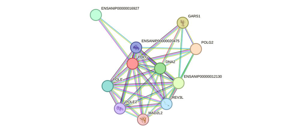 STRING protein interaction network