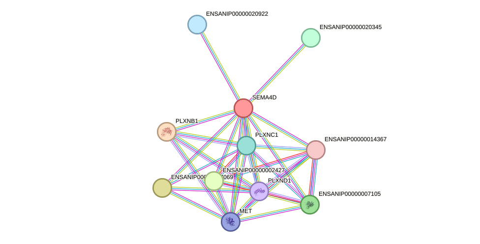 STRING protein interaction network