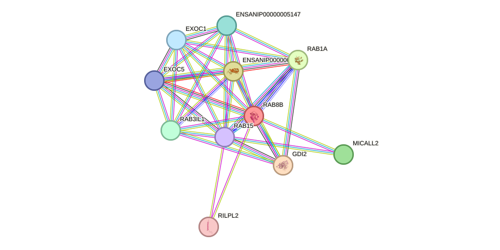 STRING protein interaction network