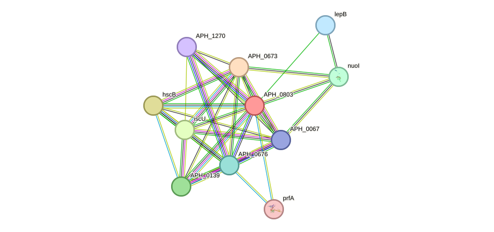 STRING protein interaction network
