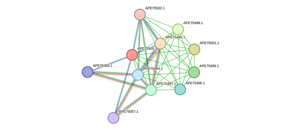 STRING protein interaction network