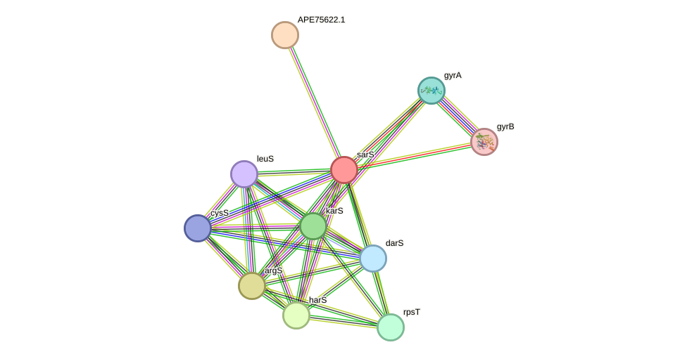 STRING protein interaction network