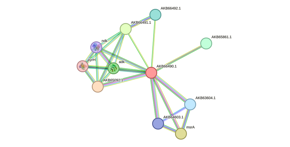 STRING protein interaction network