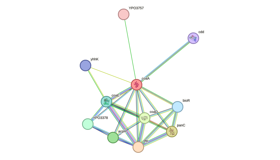 STRING protein interaction network