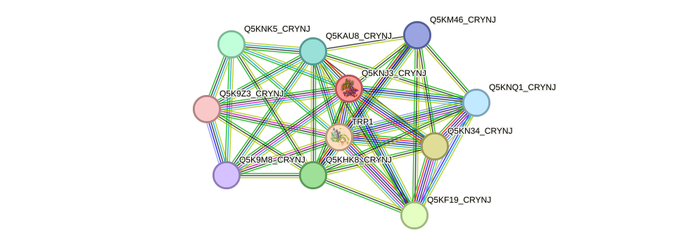 STRING protein interaction network