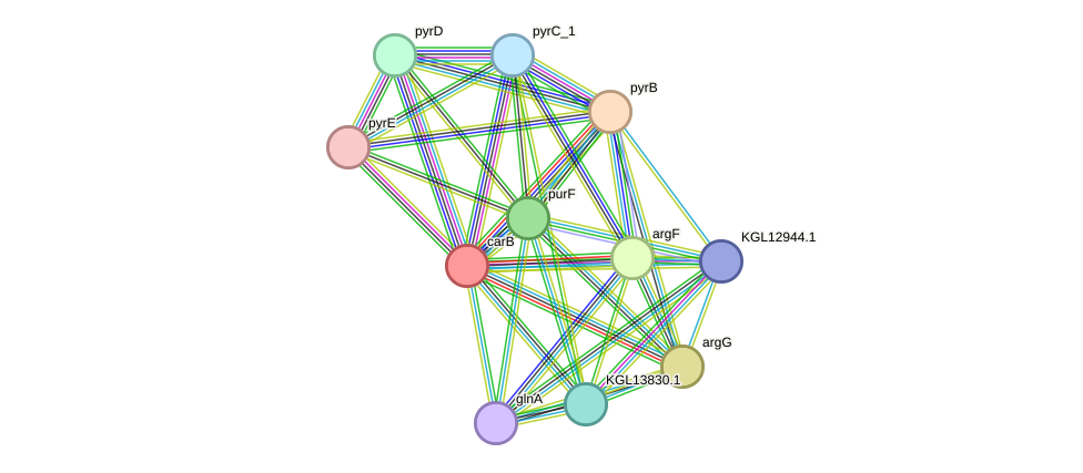 STRING protein interaction network