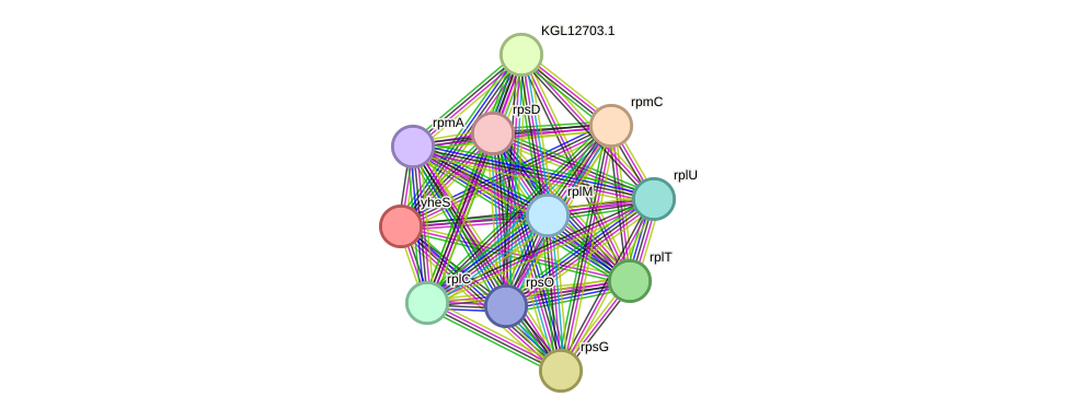 STRING protein interaction network
