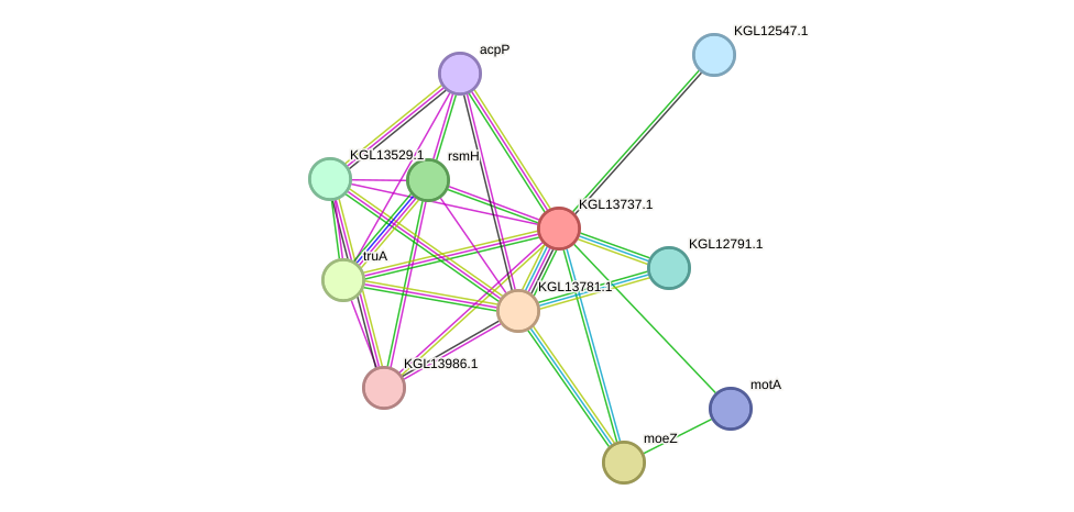 STRING protein interaction network