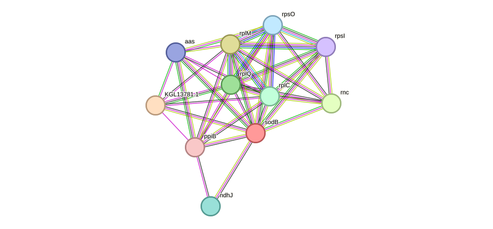 STRING protein interaction network