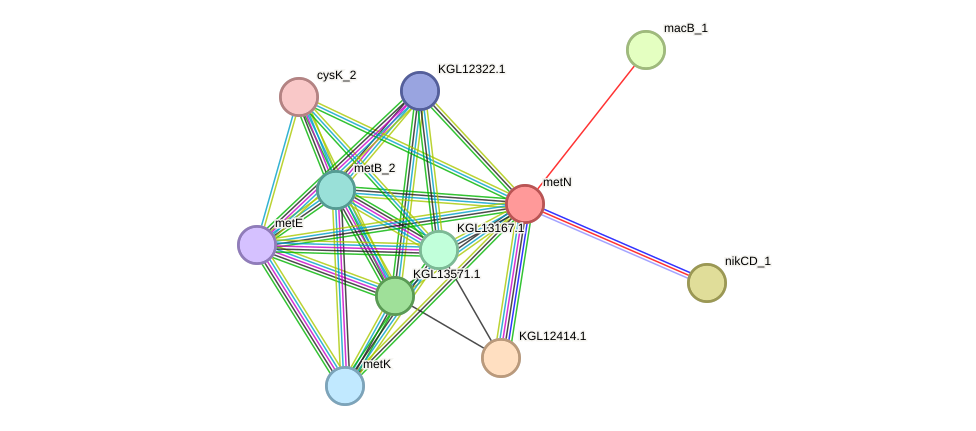 STRING protein interaction network