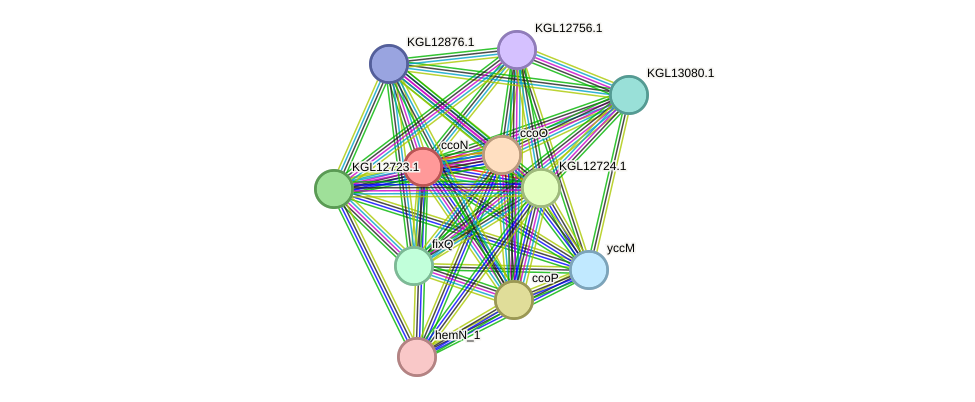 STRING protein interaction network