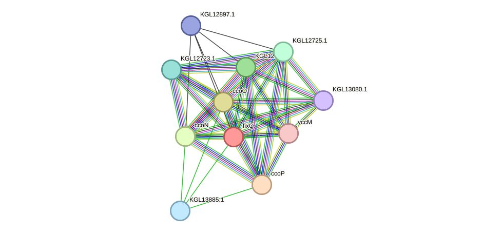 STRING protein interaction network