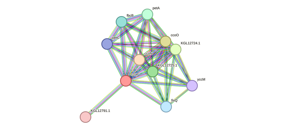 STRING protein interaction network