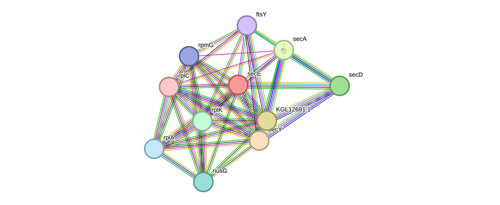 STRING protein interaction network